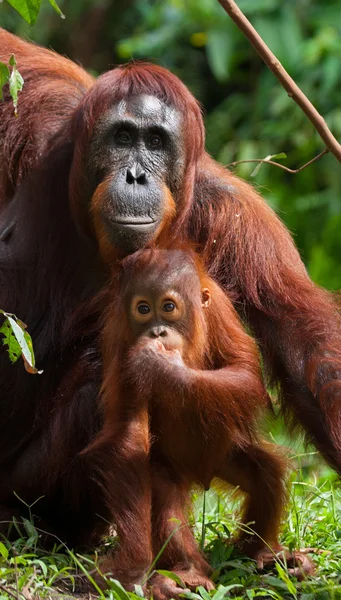 Orangutan anne ve bebek — Stok fotoğraf