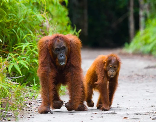 Dois Orangutans Indonésia . — Fotografia de Stock