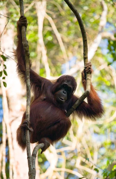 One Orangutan  Indonesia. — Stock Photo, Image