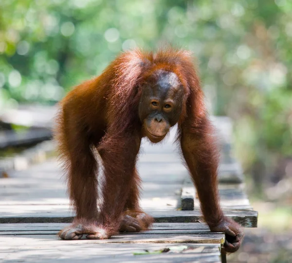 Ein Orang-Utan indonesien. — Stockfoto