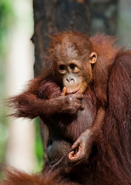 Orangutang (Pongo) 아기입니다. 인도네시아. — 스톡 사진