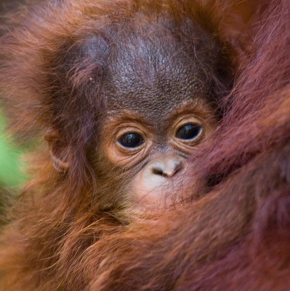 Bebek Orangutan, Endonezya. — Stok fotoğraf