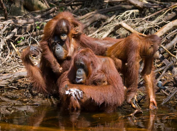 인도네시아 오랑우탄의 가족. — 스톡 사진