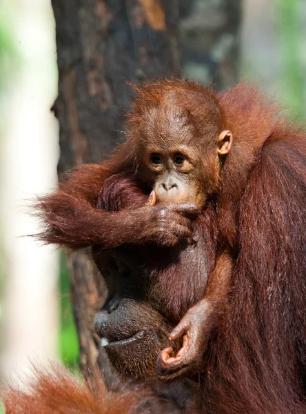 Dětská Orangutan, Indonésie. — Stock fotografie