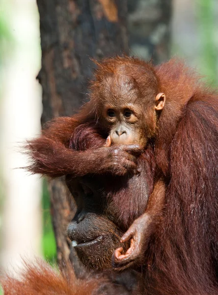 Baby Orangutan, Indonésia . — Fotografia de Stock