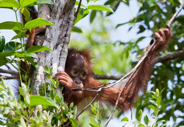 赤ちゃんオランウータン、インドネシア. — ストック写真