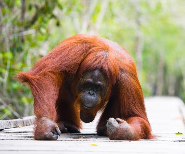 Un Orangutan Indonesia . — Foto Stock