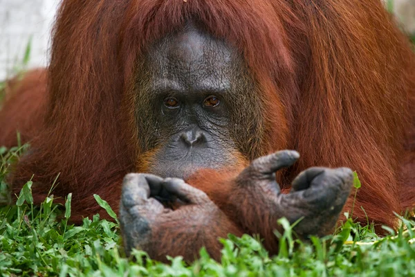 Een orang-oetan Indonesië. — Stockfoto