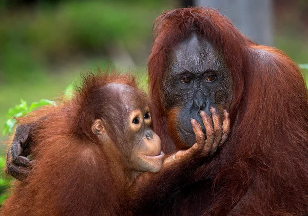 Orangutang mor och barn — Stockfoto