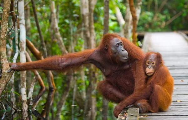 Dvou orangutani Indonésie. — Stock fotografie