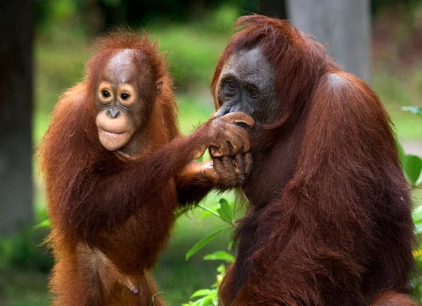 오랑우탄 엄마와 아기 — 스톡 사진