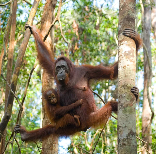 Dvou orangutani Indonésie. — Stock fotografie