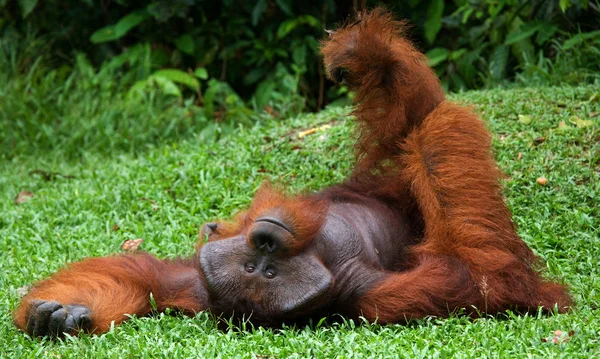 Orango maschio alfa — Foto Stock