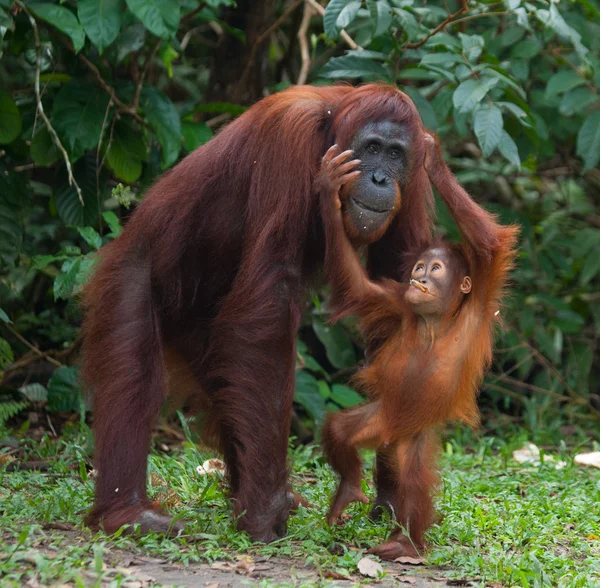 Orang-Utan-Mutter und Baby — Stockfoto