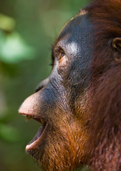 Dětská Orangutan, Indonésie. — Stock fotografie