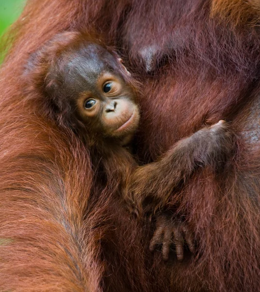 아기 오랑우탄, 인도네시아. — 스톡 사진