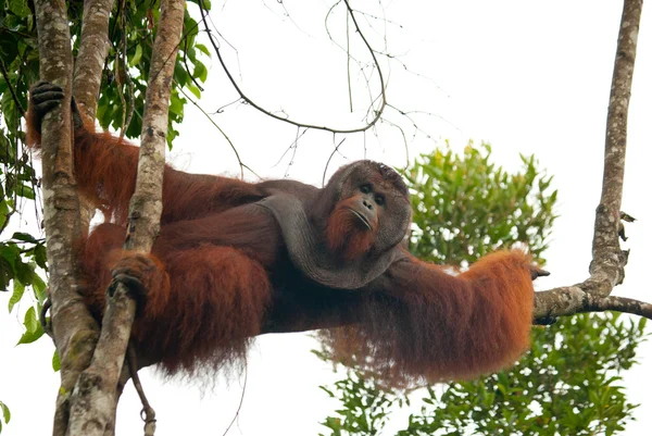 Alfa erkek orangutan — Stok fotoğraf