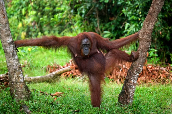 Un orangután Indonesia . —  Fotos de Stock