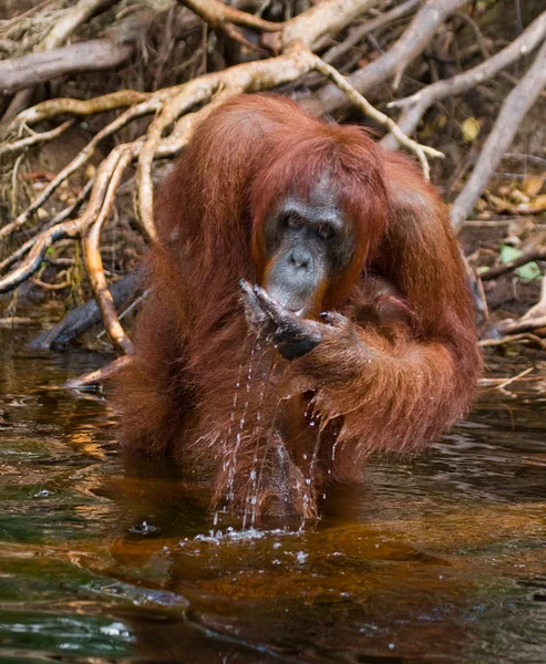 Bir Orangutan Endonezya. — Stok fotoğraf