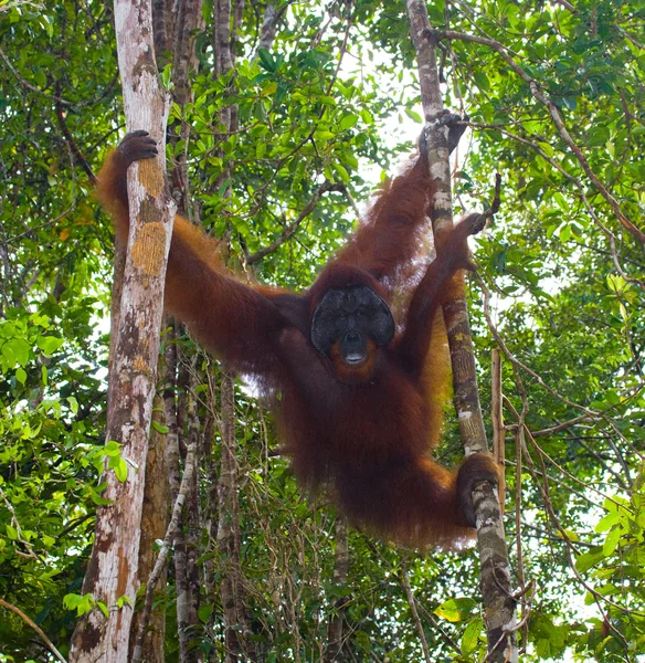 Альфа-чоловіки Орангутанг — стокове фото