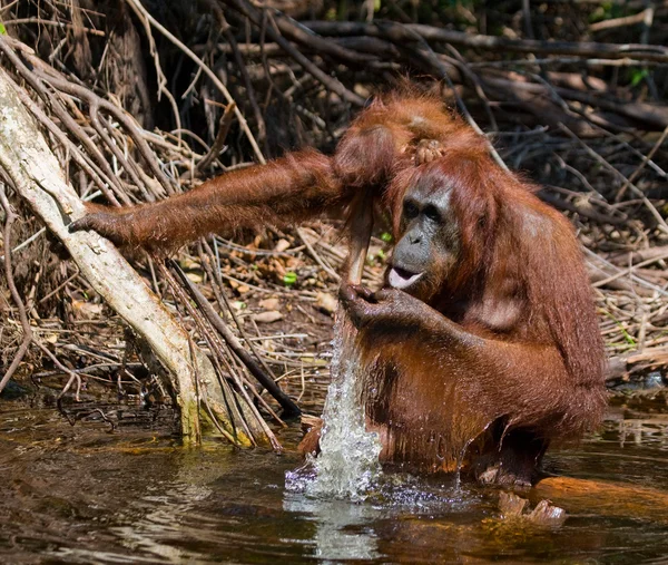Family of  Orangutans  Indonesia. — Stock Photo, Image