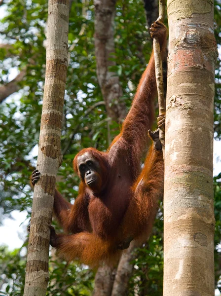 Een orang-oetan Indonesië. — Stockfoto