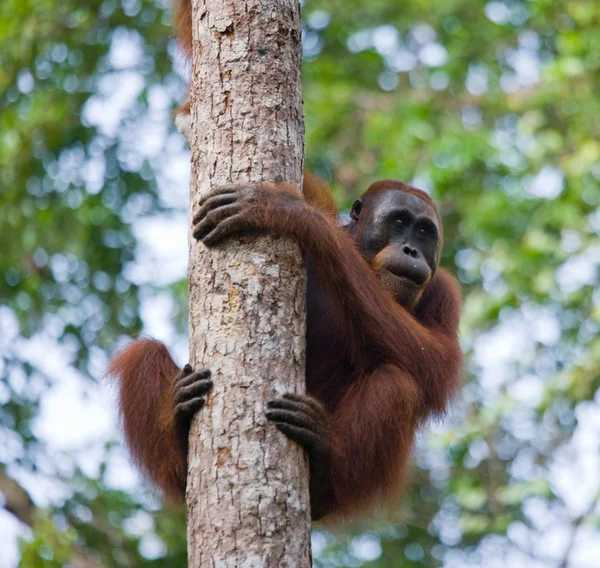 stock image One Orangutan  Indonesia.