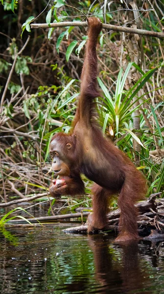 Bir Orangutan Endonezya. — Stok fotoğraf