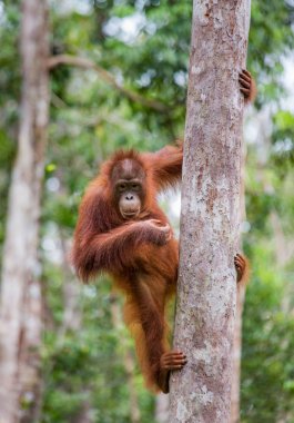 Bir Orangutan Endonezya.