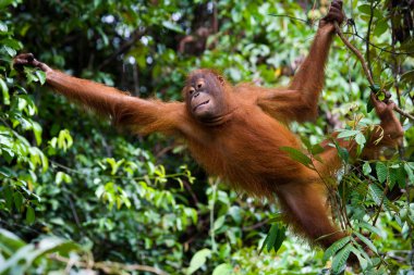 Bir Orangutan Endonezya.