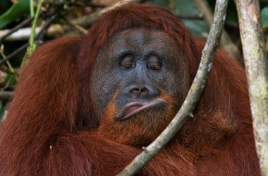 male orangutan portrait clipart