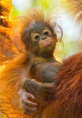 Orangutang (Pongo) bebek. Endonezya.