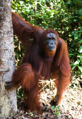 Bir Orangutan Endonezya.