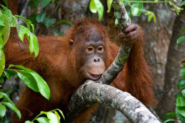 Bir Orangutan Endonezya.