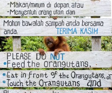Orangutang (Pongo) bebek. Endonezya.
