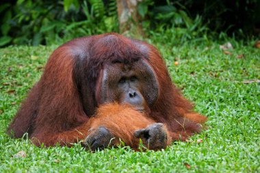 erkek orangutan portre