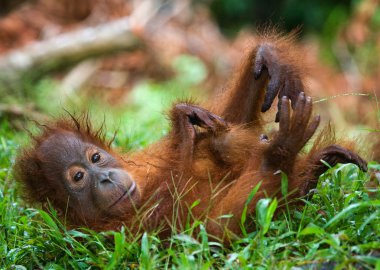 Orangutang (Pongo) bebek. Endonezya.