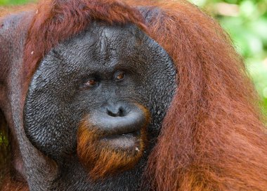 erkek orangutan portre