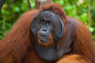 male orangutan portrait clipart