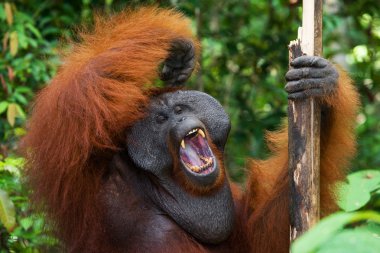 erkek orangutan portre