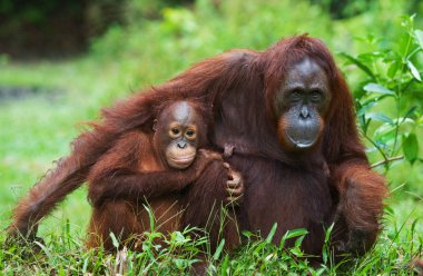 Two Orangutans  Indonesia. clipart