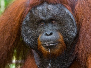 erkek orangutan portre