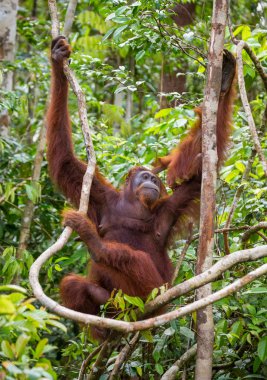 İki Orangutans Endonezya.