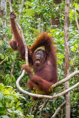 İki Orangutans Endonezya.