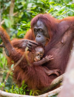 Two Orangutans  Indonesia. clipart