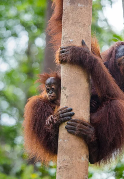 2 つのオランウータン インドネシア. — ストック写真