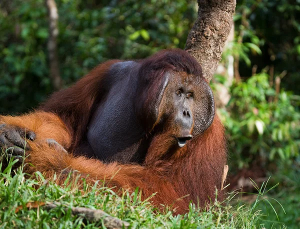 Portrait masculin orang utan — Photo