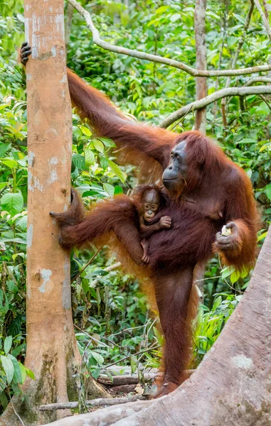 Orangutany dwa Indonezja. — Zdjęcie stockowe