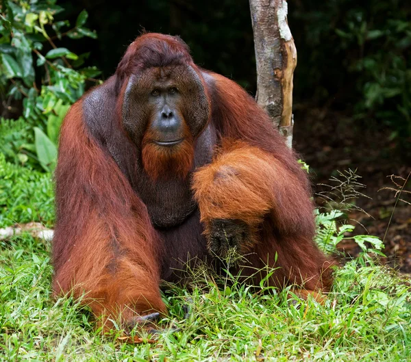 Orangutan mužského pohlaví portrét — Stock fotografie