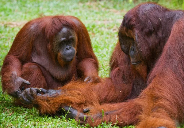 Két orángutánok Indonézia. — Stock Fotó